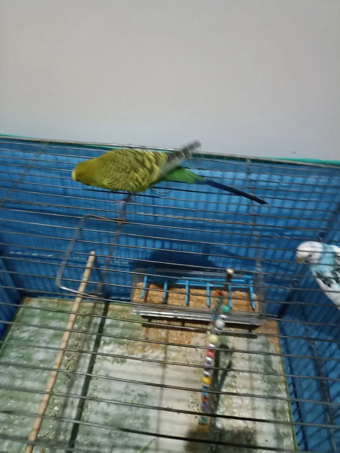 مرغ عشق|پرنده|ابهر, |دیوار