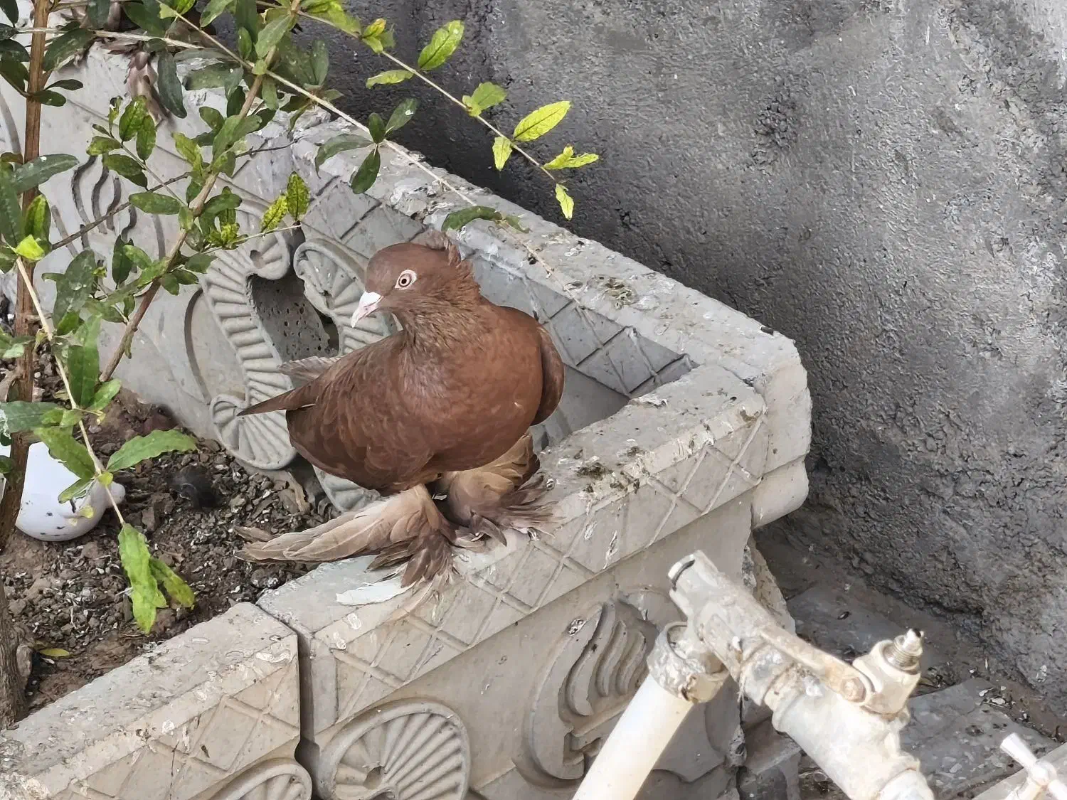 کبوتر سرخ راعبی عراقی ماده جوون|پرنده|جوین, |دیوار