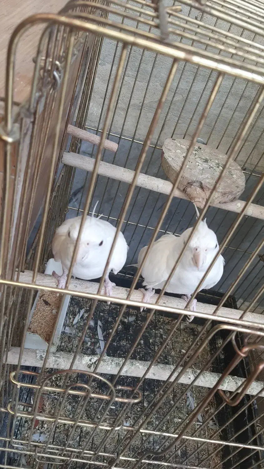 عروس هلندی آلبینو سالمو سرحال|پرنده|قرچک, فردیس|دیوار