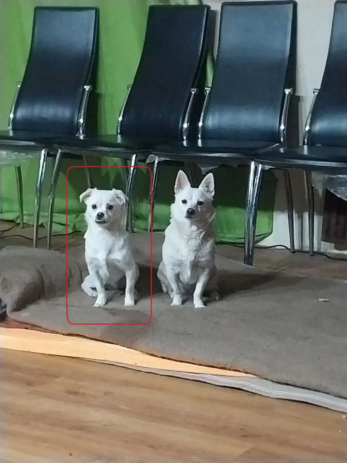 سگ خانگی|سگ|قزوین, |دیوار