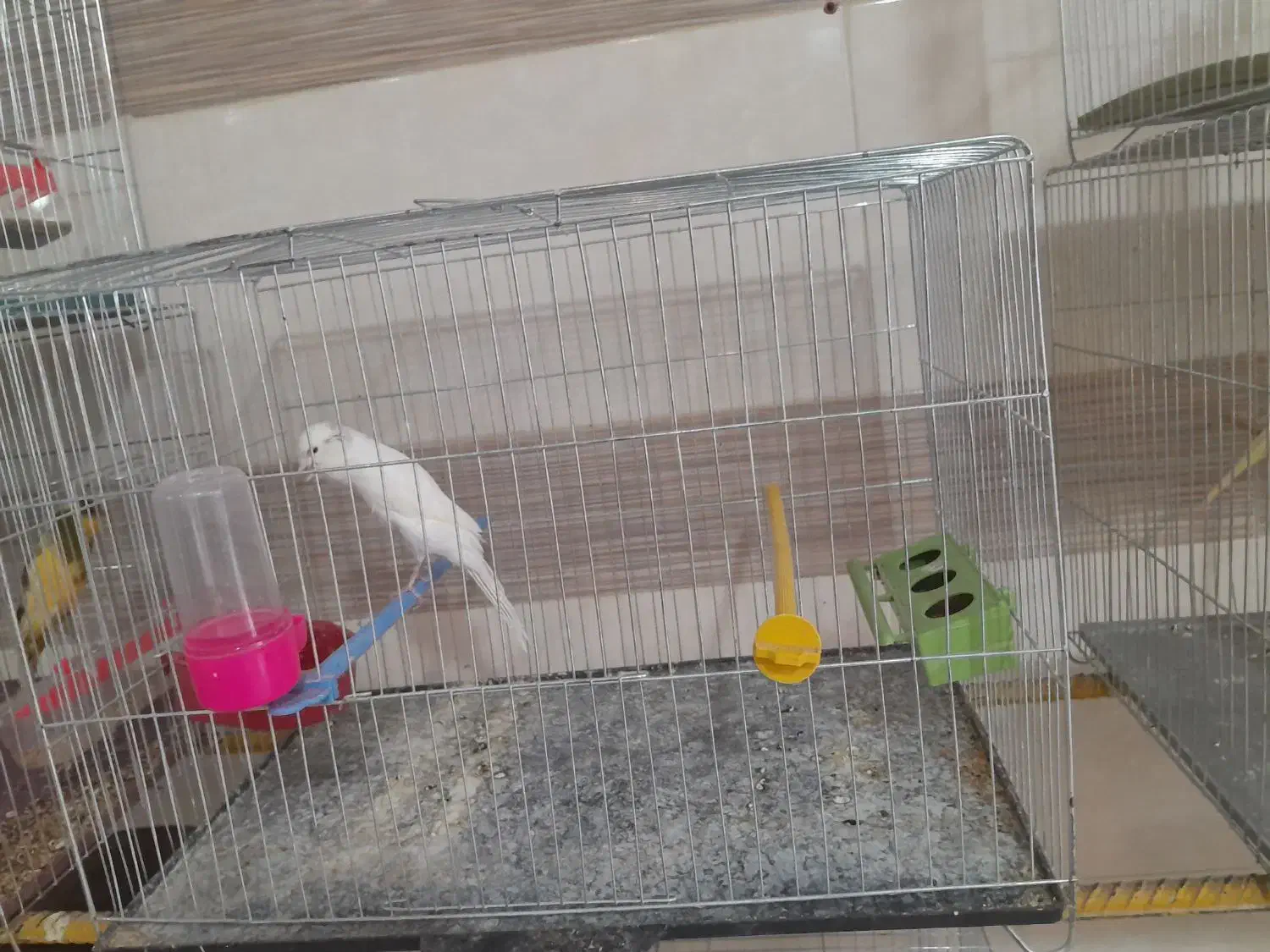 قناری سرای توکلی  فرخشهر|پرنده|فرخ‌شهر, |دیوار