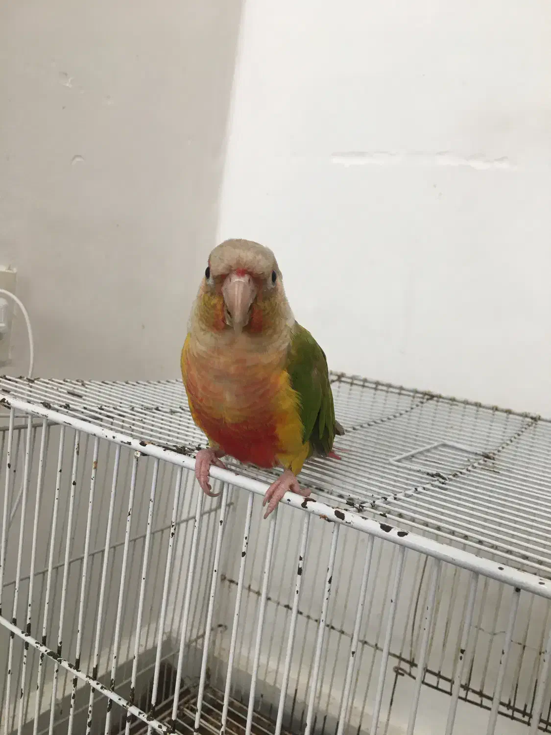 گرینچیک|پرنده|نیشابور, مازول|دیوار