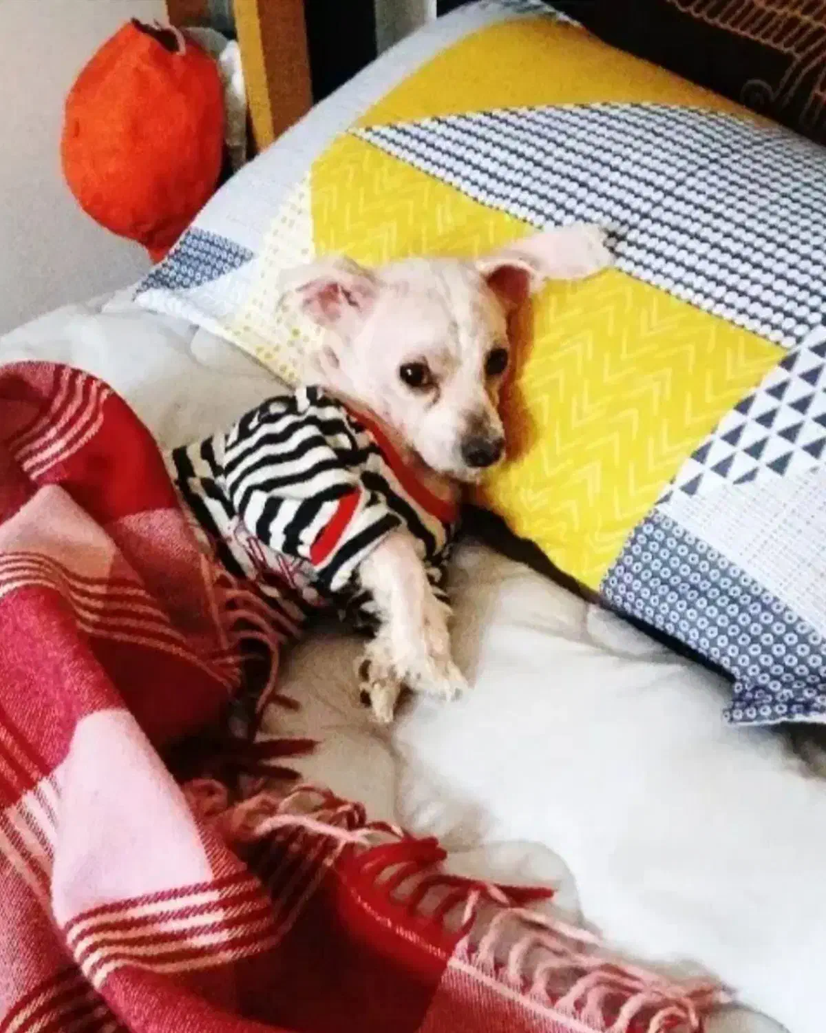 سگ گمشده|سگ|اهواز, نادری|دیوار