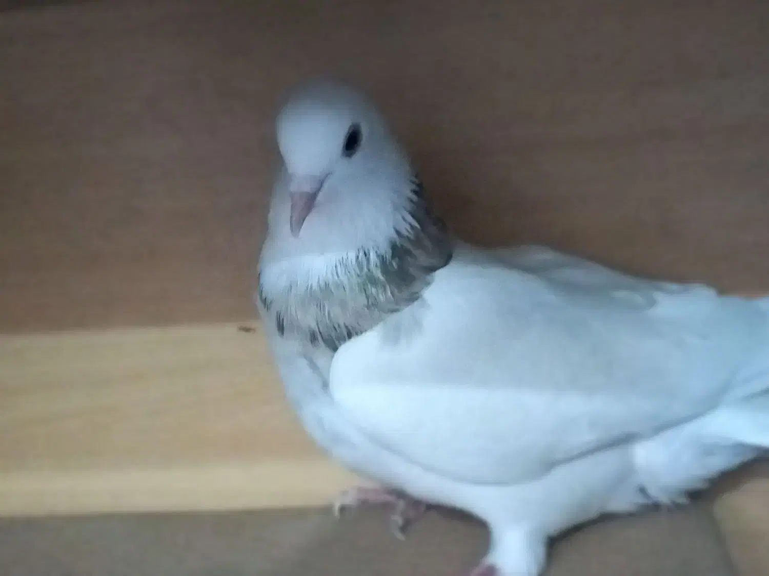 طوق سور|پرنده|بم, |دیوار