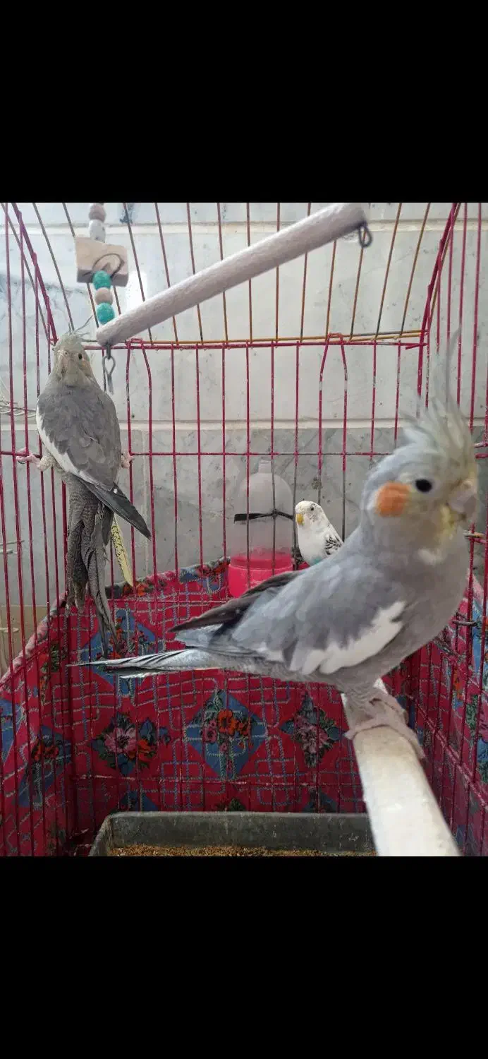 عروس هلندی مولدو لوتینو|پرنده|کرج, استاندارد|دیوار