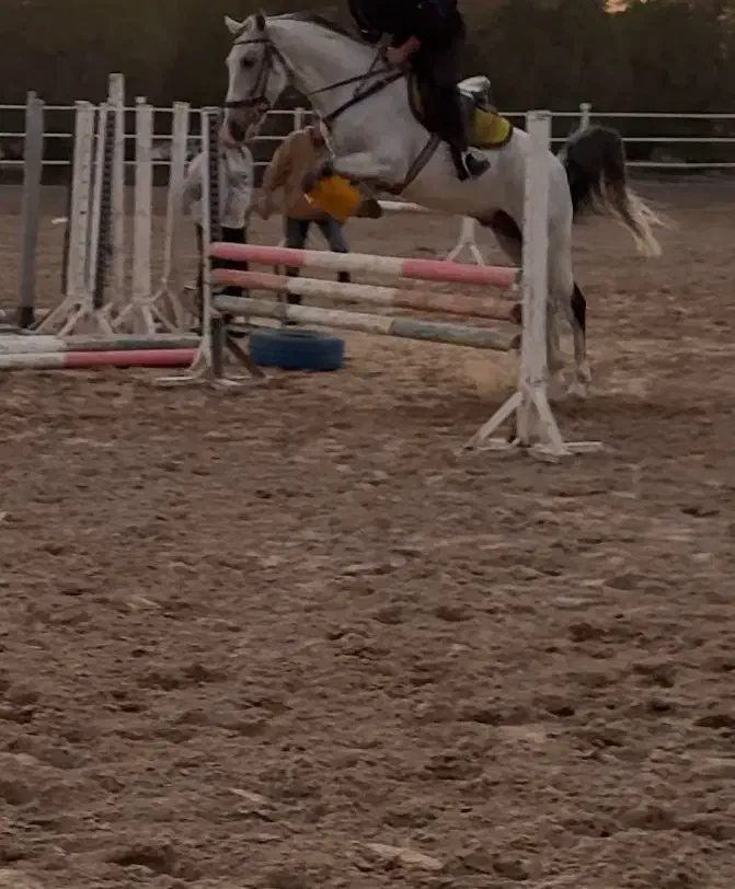 نریان پرشی|اسب و تجهیزات اسبسواری|مشهد, شهرک صنعتی توس|دیوار