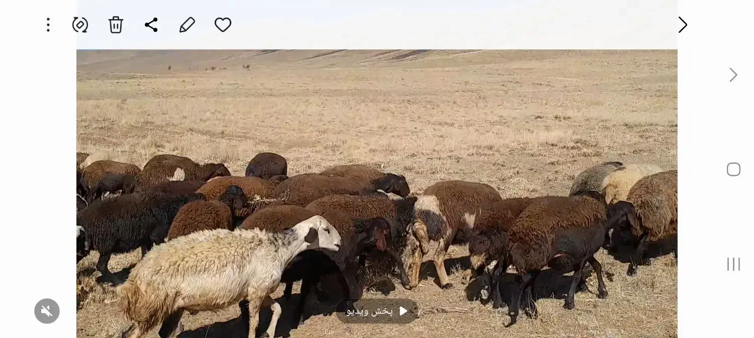 ۹۰ راس شیشک میش افشاری آبستن زایده|حیوانات مزرعه|داران, |دیوار