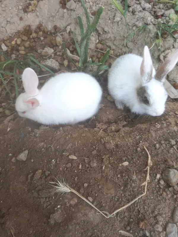 خرگوش|موش و خرگوش|جغتای, |دیوار