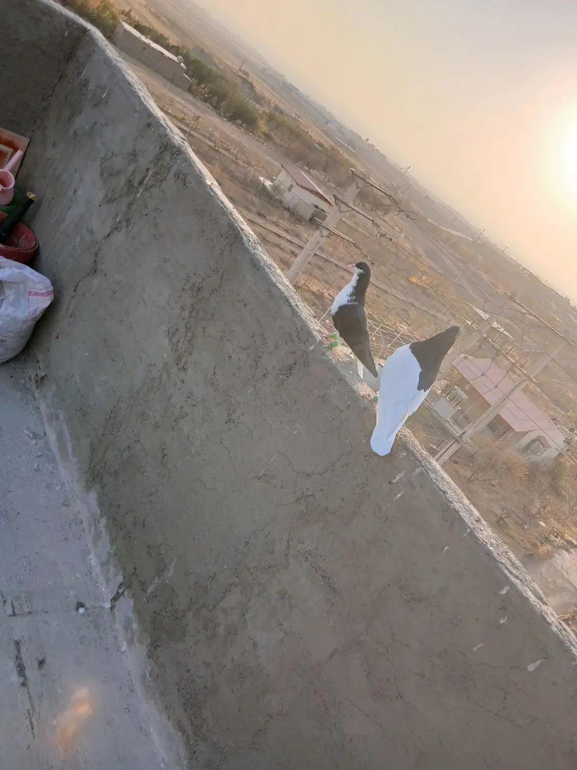 کفتر خوشرنگ|پرنده|قزوین, |دیوار