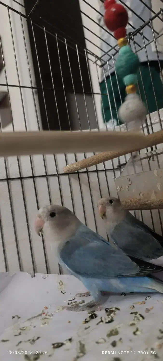 طوطی برزیلی|پرنده|قدس, شهرقدس|دیوار