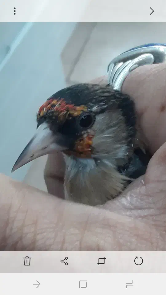 سهره|پرنده|تهران, فلاح|دیوار