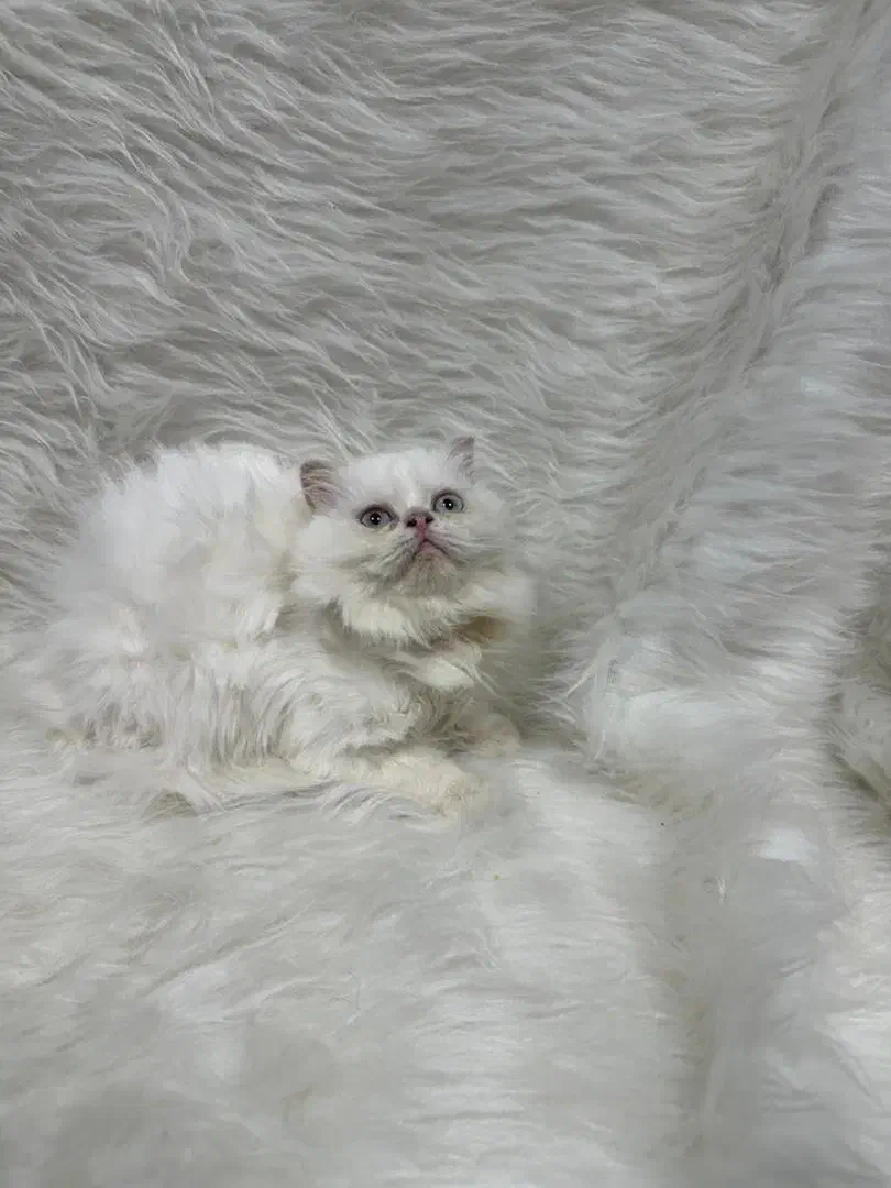 گربه پرشین|گربه|کرمانشاه, |دیوار