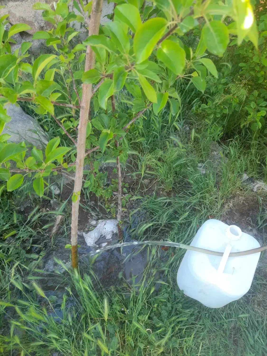 حیاط مسکونی ۲۰۰متر.درسعیداباد.تبریز|فروش زمین و ملک کلنگی|سراجو, |دیوار