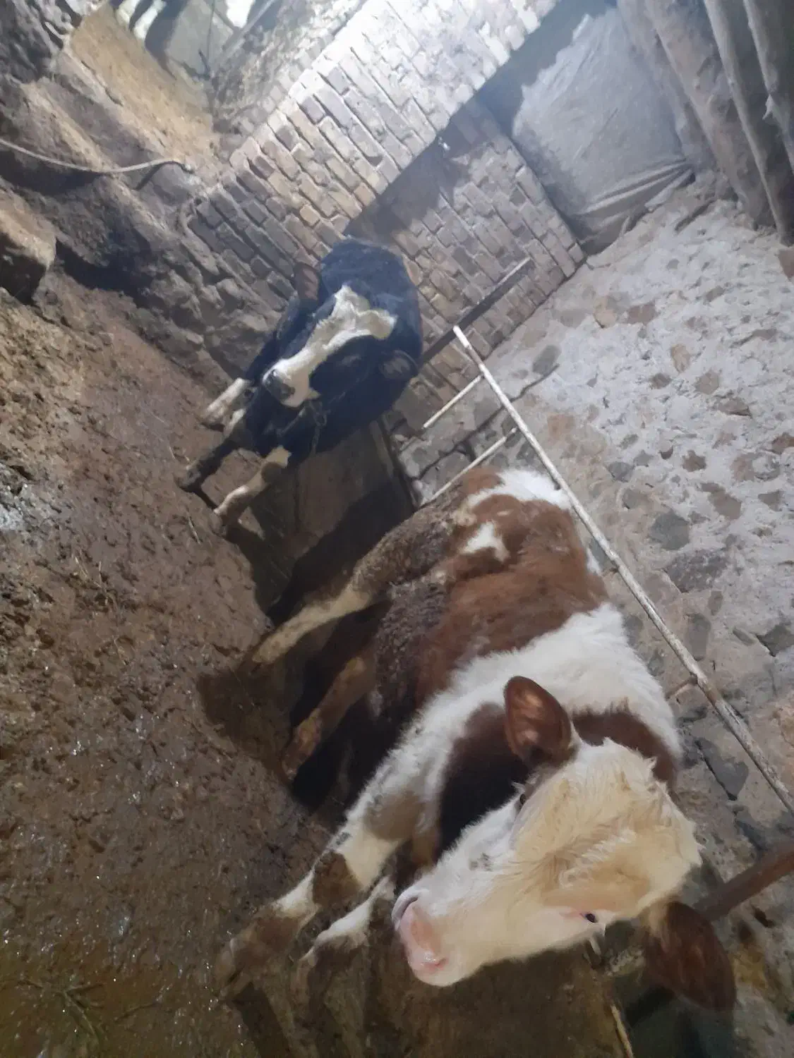 گوساله|حیوانات مزرعه|ایجرود, |دیوار