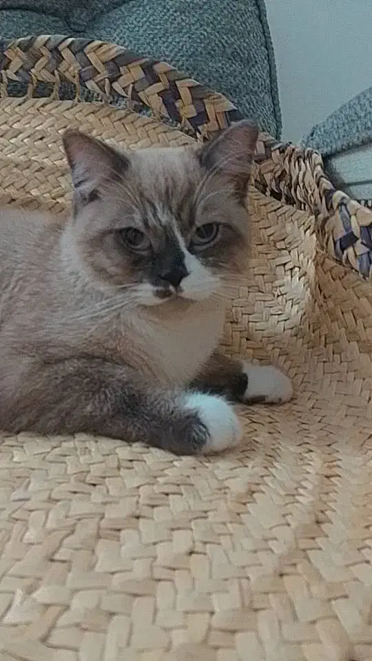 گربه رگدال ۹ماهه|گربه|شهریار, شهرک شاهد|دیوار