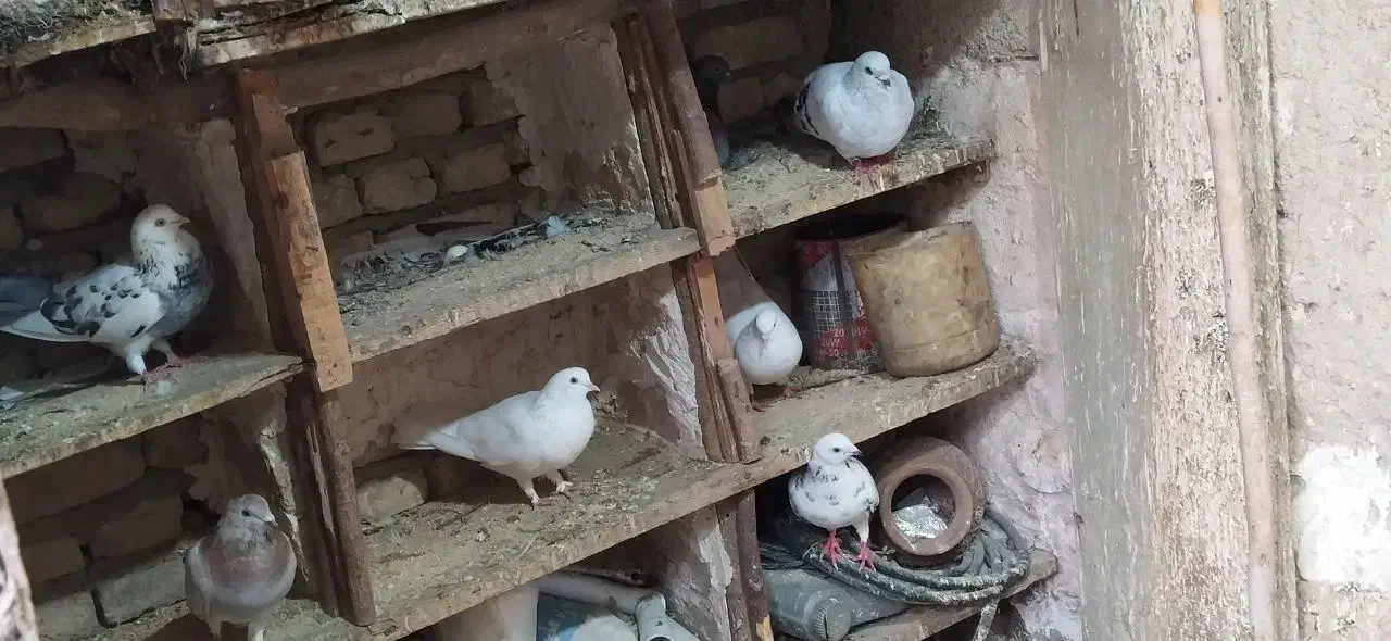 کبوتر|پرنده|گرگان, |دیوار
