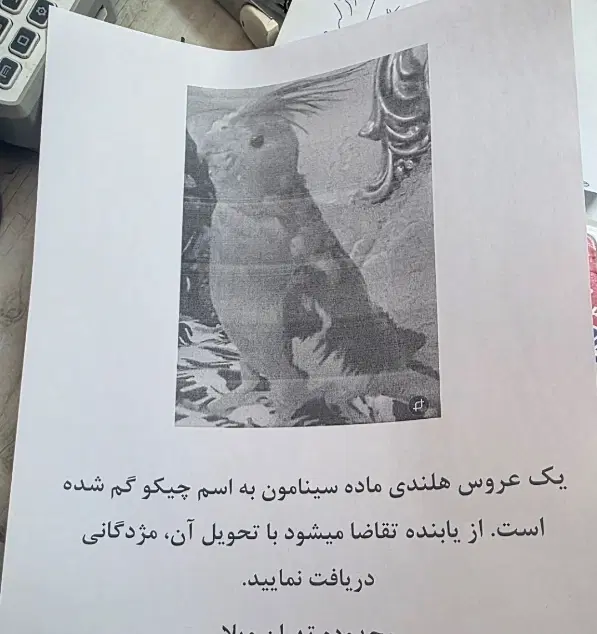 طوطی عروس هلندی گمشده|حیوانات|تهران, تهرانویلا|دیوار