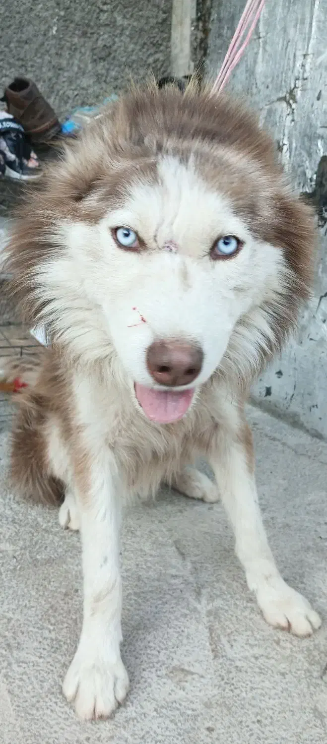 واگزاری|سگ|خرم‌آباد, |دیوار