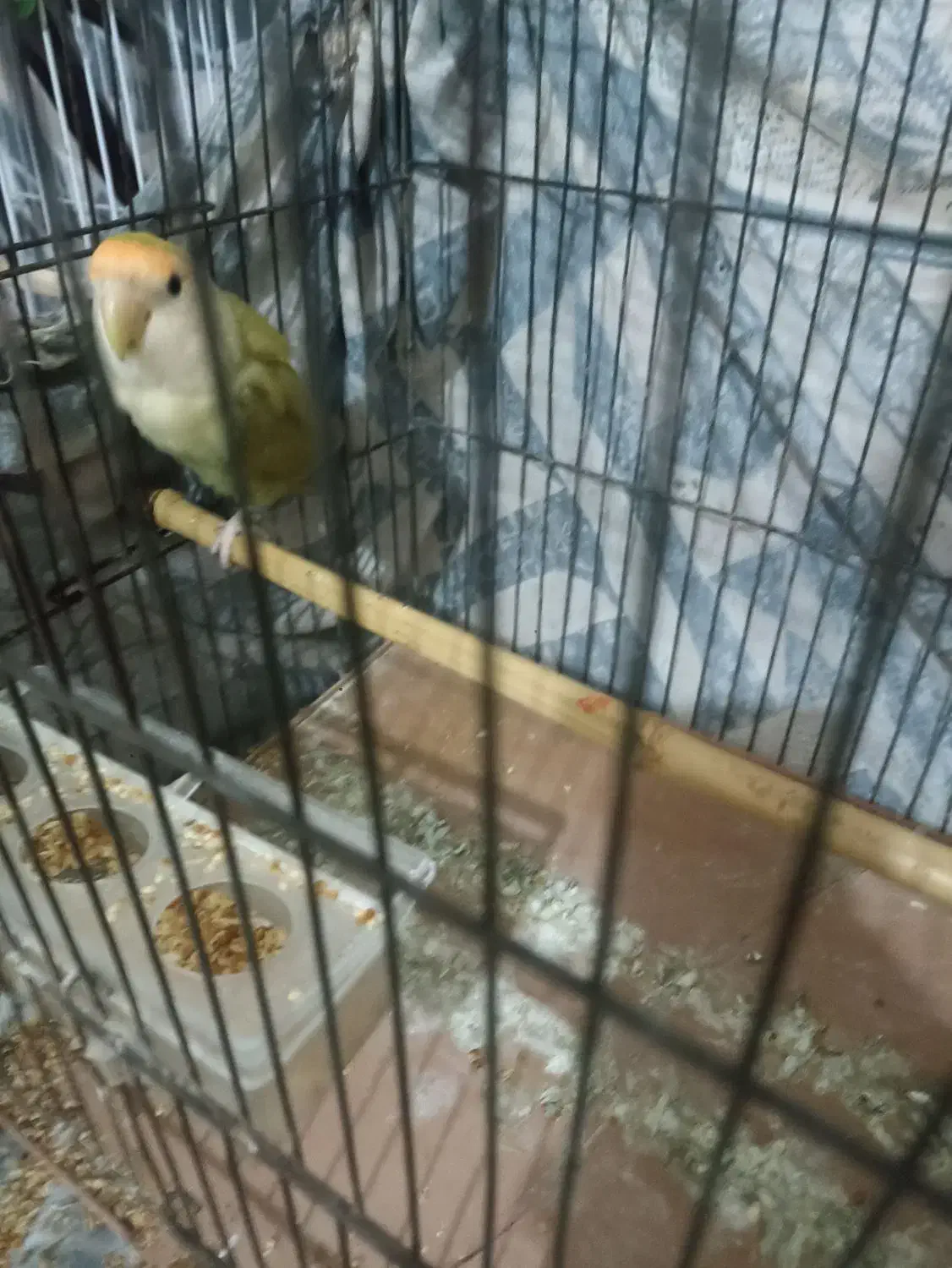 طوطی برزیلی|پرنده|شاندرمن, |دیوار