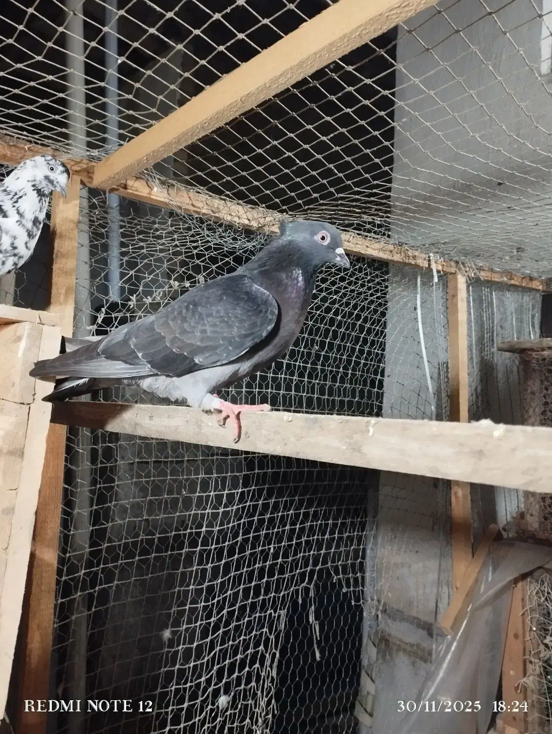 کبوتر پرشی ساعت بالا|پرنده|املش, |دیوار