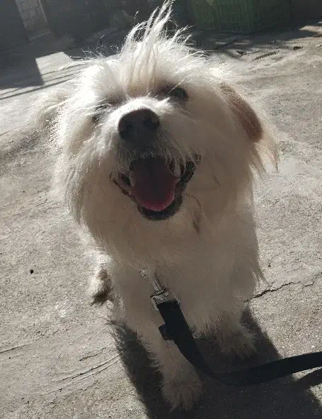 واگذار سگ نژاد شیتزو تریل|سگ|تالش, هشتپر|دیوار