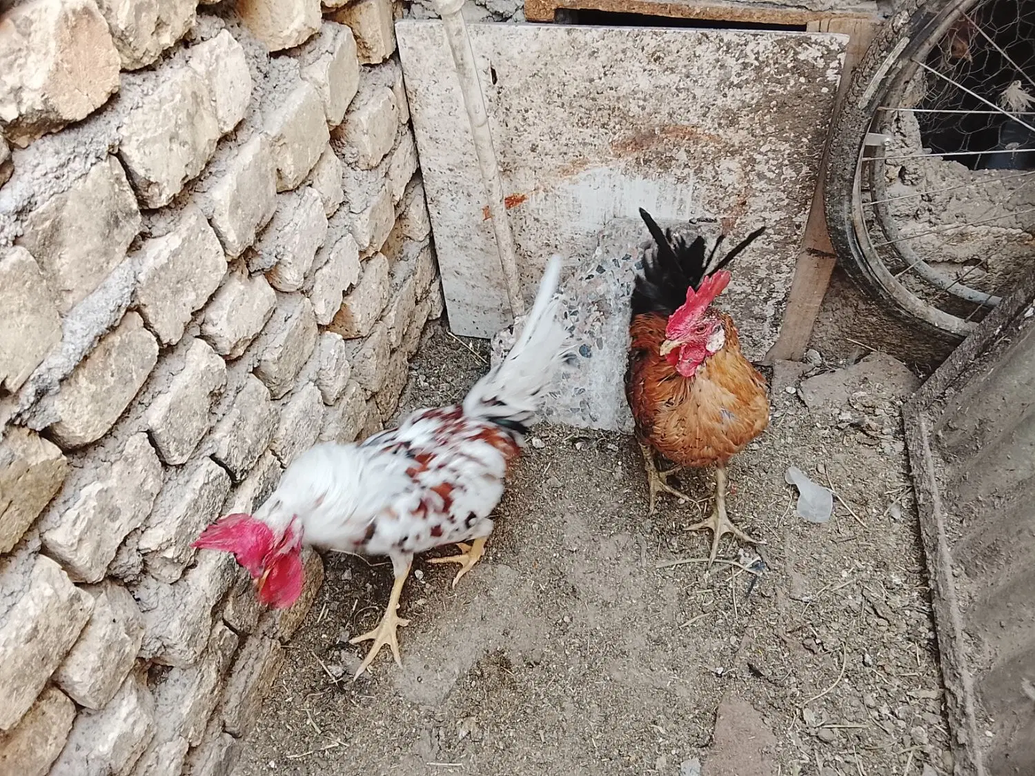 خروس گلین|حیوانات مزرعه|سامان, |دیوار