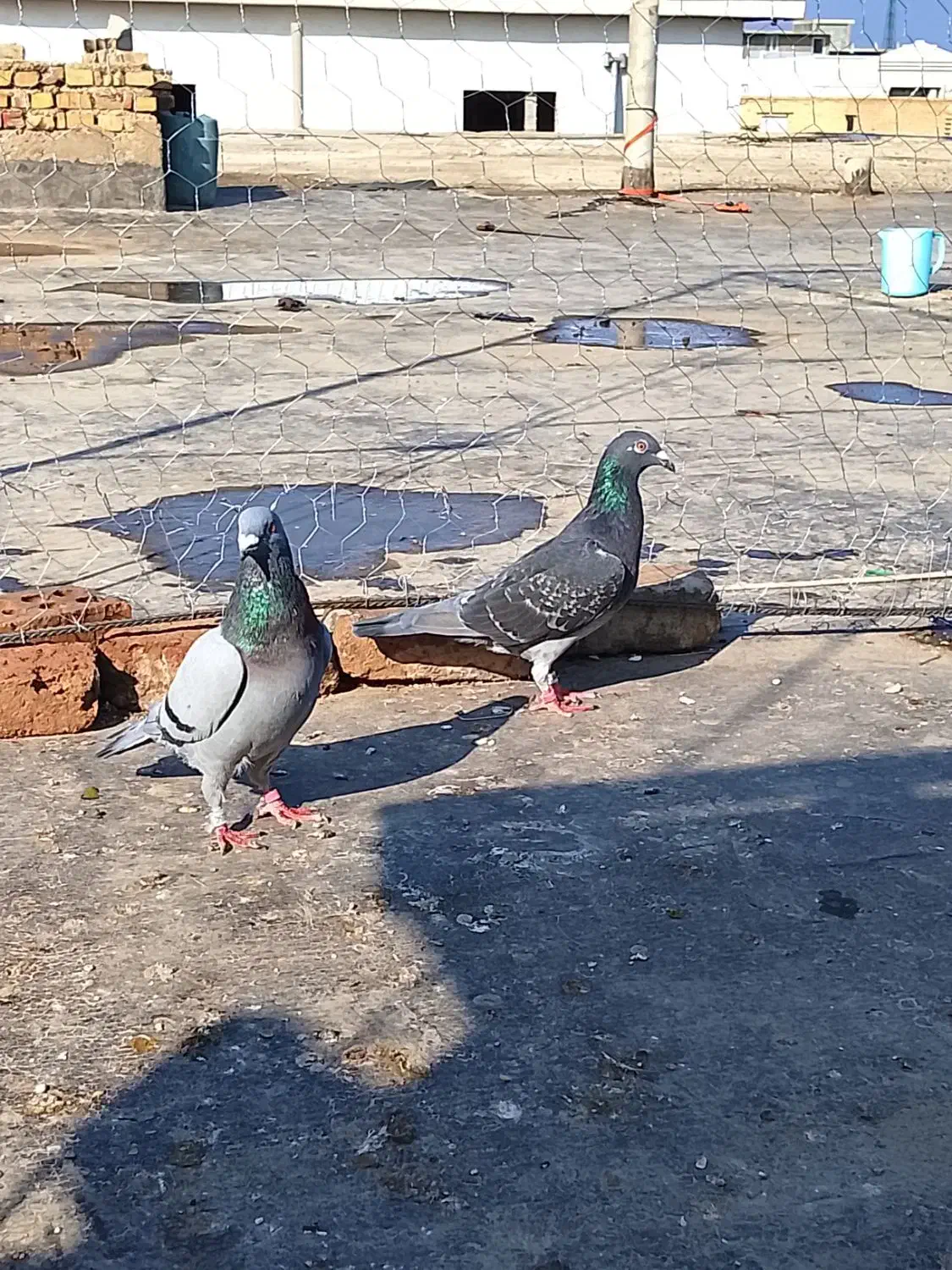 کبوتر آلمانی و رنگی ساده|پرنده|گنبد کاووس, |دیوار