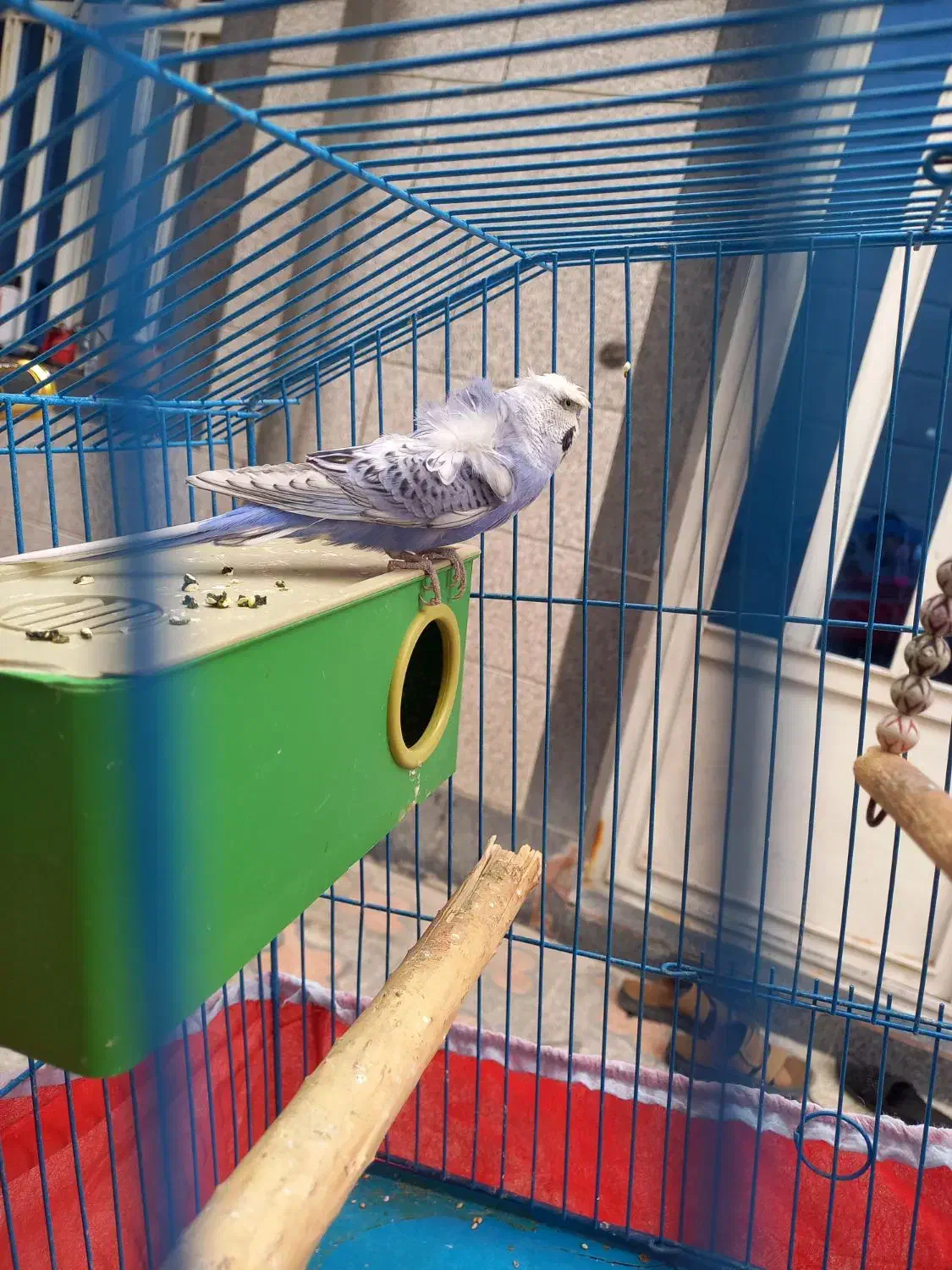 مرغ عشق پروانه ای بنفش|پرنده|دوگنبدان, |دیوار