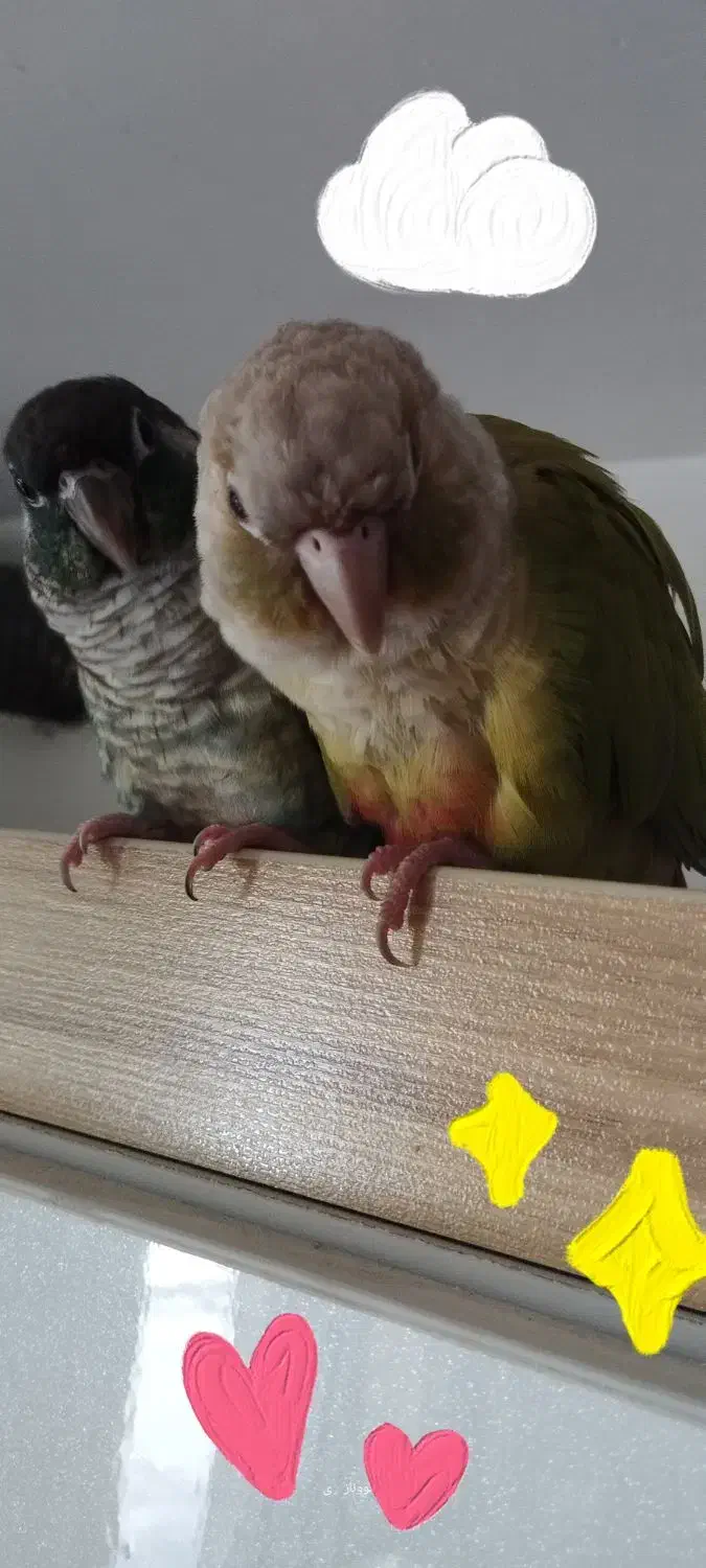 گیرینچیک سخنگو دو عدد|پرنده|گلستان (تهران), |دیوار