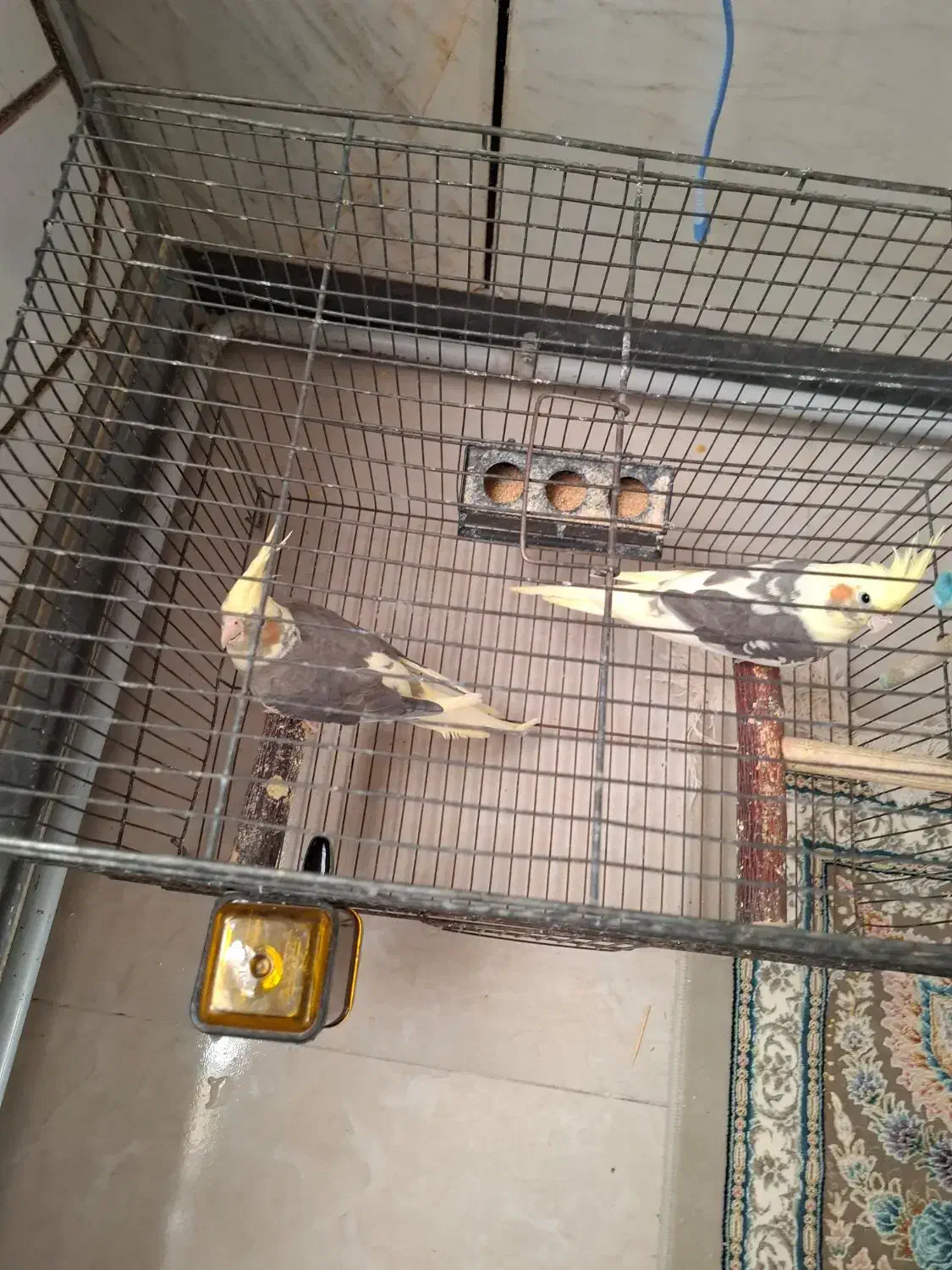 عروس هلندی نژاد سیامون با وسایل|پرنده|گرمسار, |دیوار