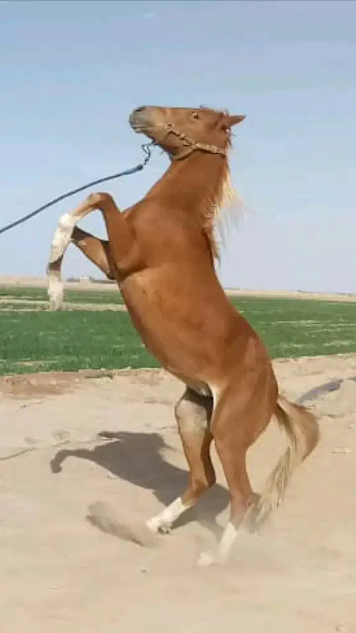 اسب|اسب و تجهیزات اسب‌سواری|دامغان, |دیوار