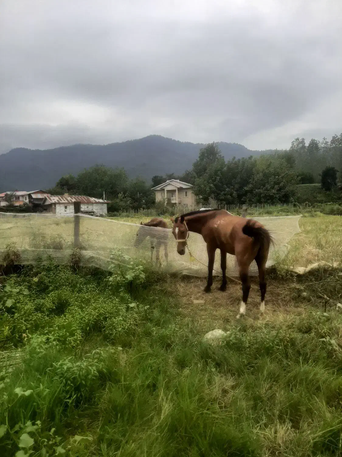 اسب محلی 8 سال|اسب و تجهیزات اسب‌سواری|ماسال, |دیوار