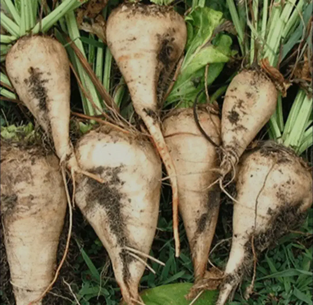 چقندر|خدمات باغبانی و درختکاری|یاسوج, |دیوار