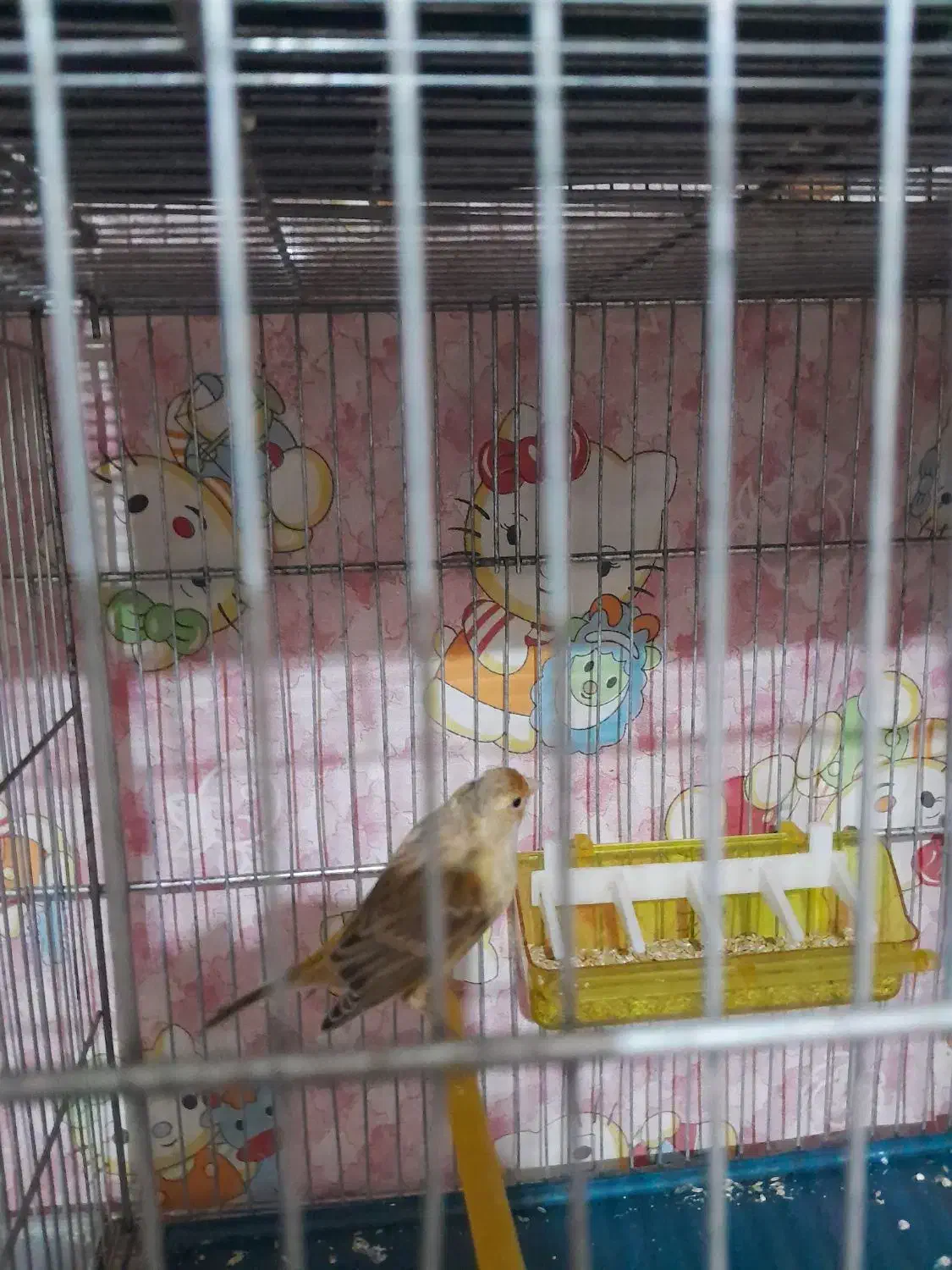 قنادی ماده یکساله با قفس وسایل کله سهره  ای|پرنده|تاکستان, |دیوار