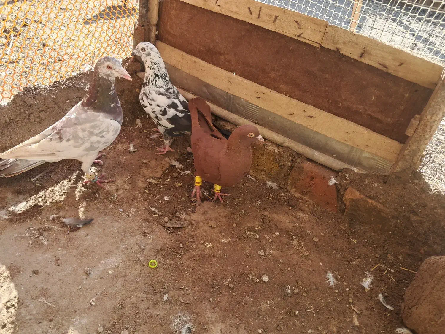 3 تا پرشی|پرنده|الوند, |دیوار