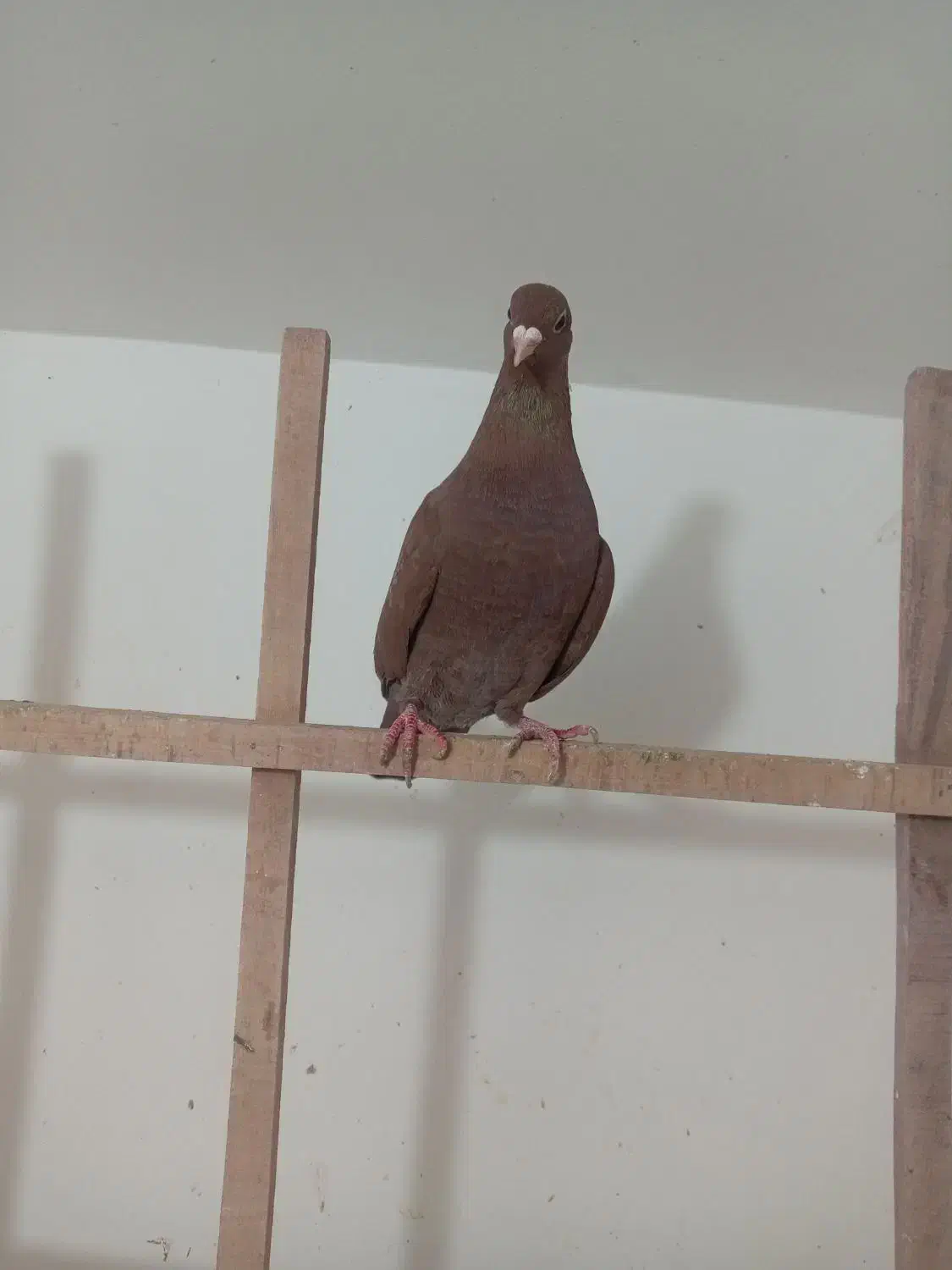 ماده کربلای|پرنده|سبزوار, قصبه شرقی|دیوار