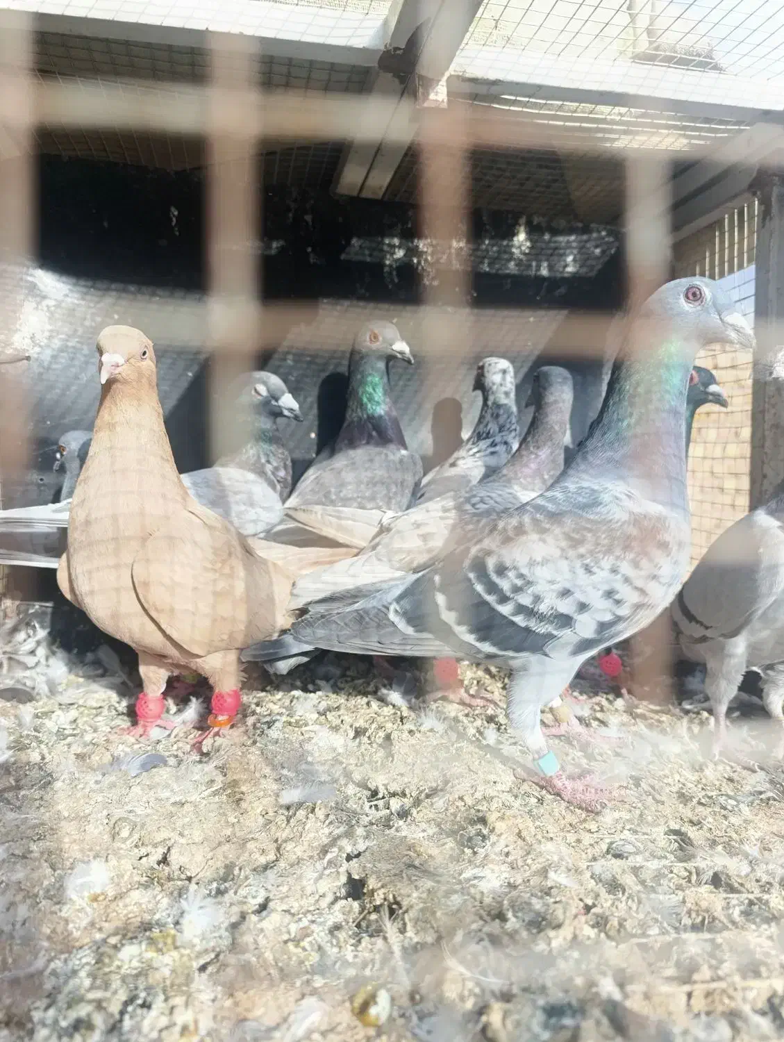 یه گل کبوتر پرشی همه مال یه بوم|پرنده|دشتابی, |دیوار