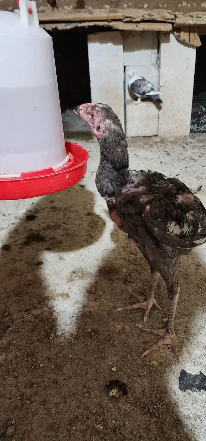 خروس لاری|حیوانات مزرعه|خرمشهر, |دیوار