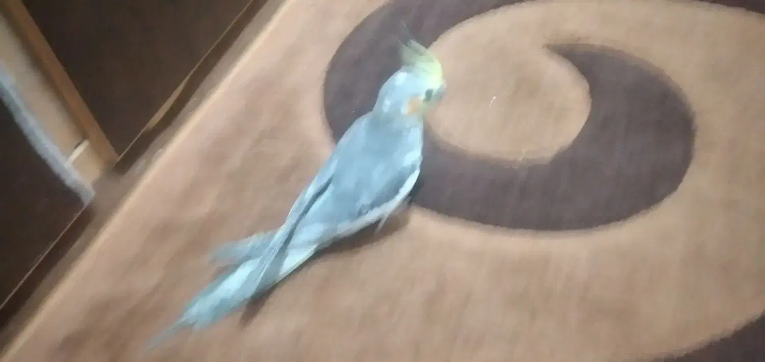 معاوضه جفت عروس پاریس اهلی با تبلت|پرنده|اهواز, پردیس دو|دیوار