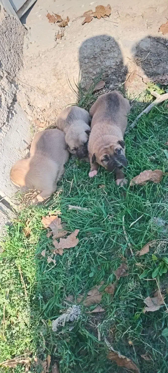 سگ سرابی شجره دارا درجه یک|سگ|کهریزک, |دیوار