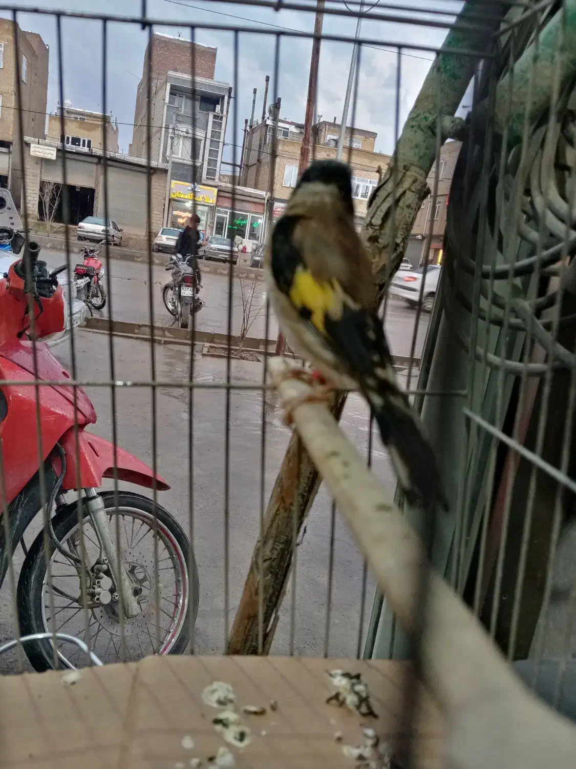 سهره نر|پرنده|بوکان, |دیوار