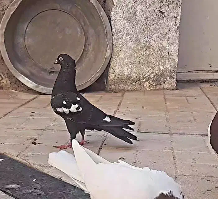 کفتر پرشی|پرنده|نیشابور, شهرک اندیشه|دیوار