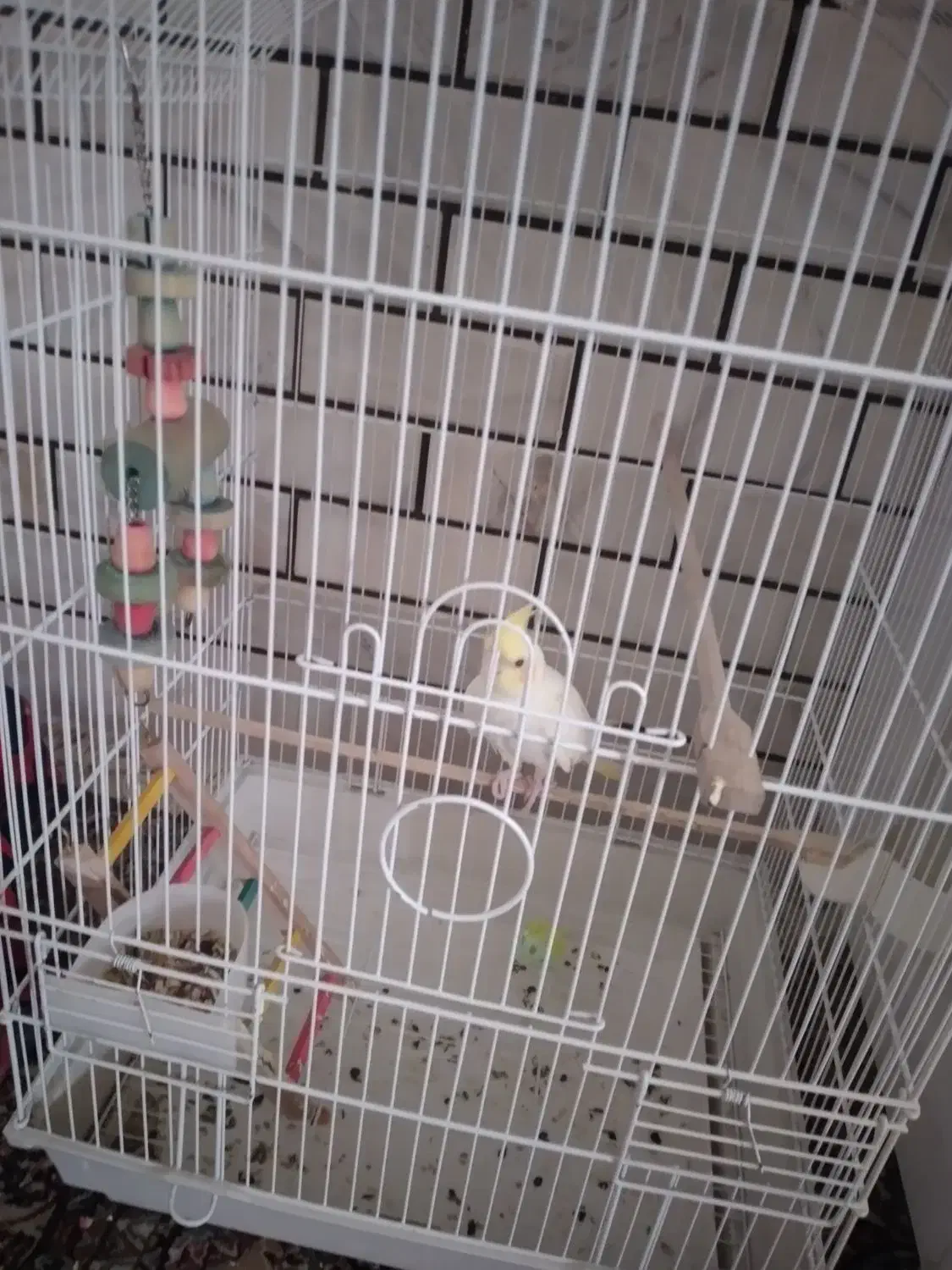 عروس هلندی لوتینو|پرنده|شوش, |دیوار