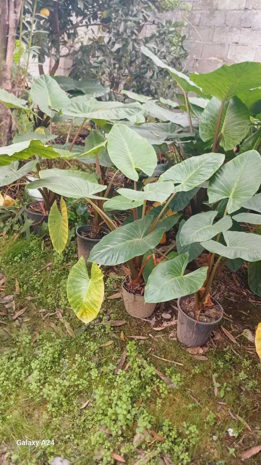 گل بابا آدم|گل و گیاه طبیعی|شاندرمن, |دیوار