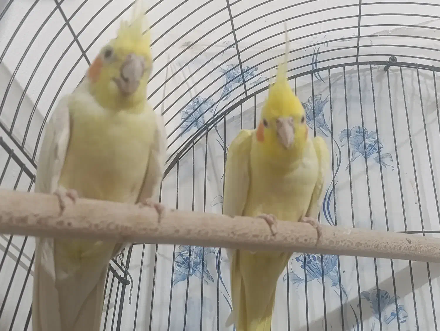 عروس هلندی مولد لوتینو|پرنده|مبارکه, |دیوار