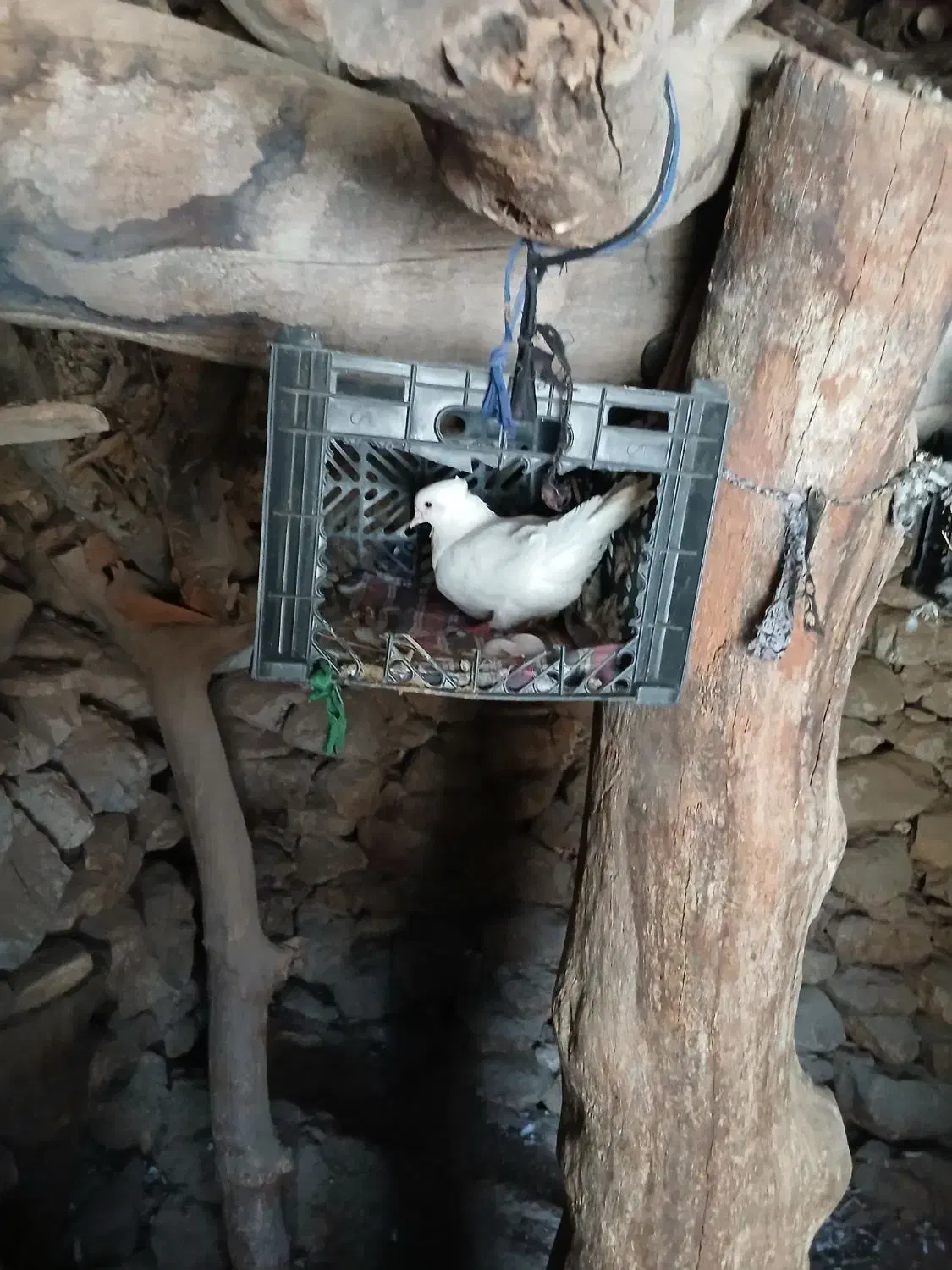 کبوتر|پرنده|لنده, |دیوار