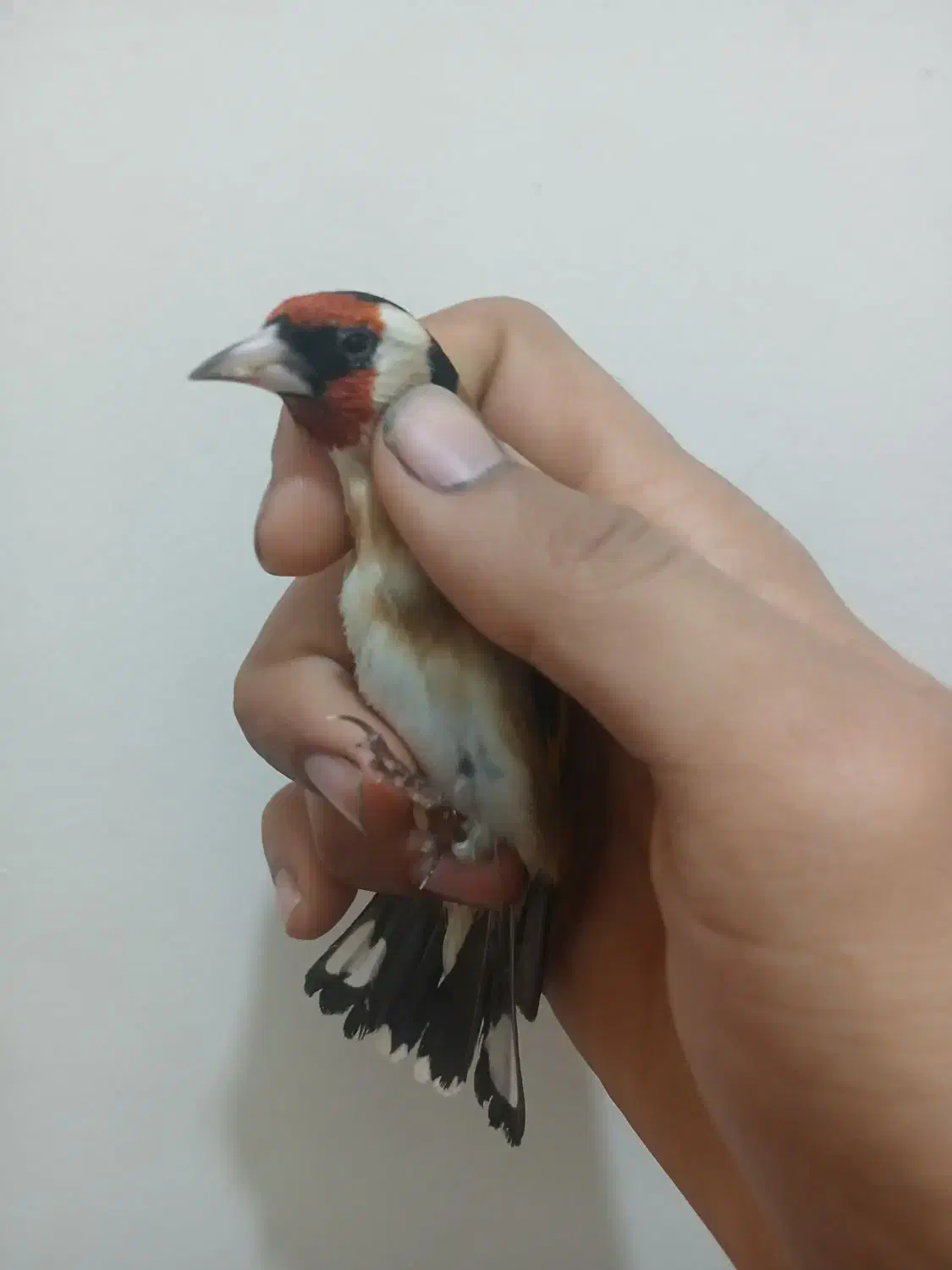 دو عدد سهره گردن کلفت|پرنده|ری, ولی آباد|دیوار