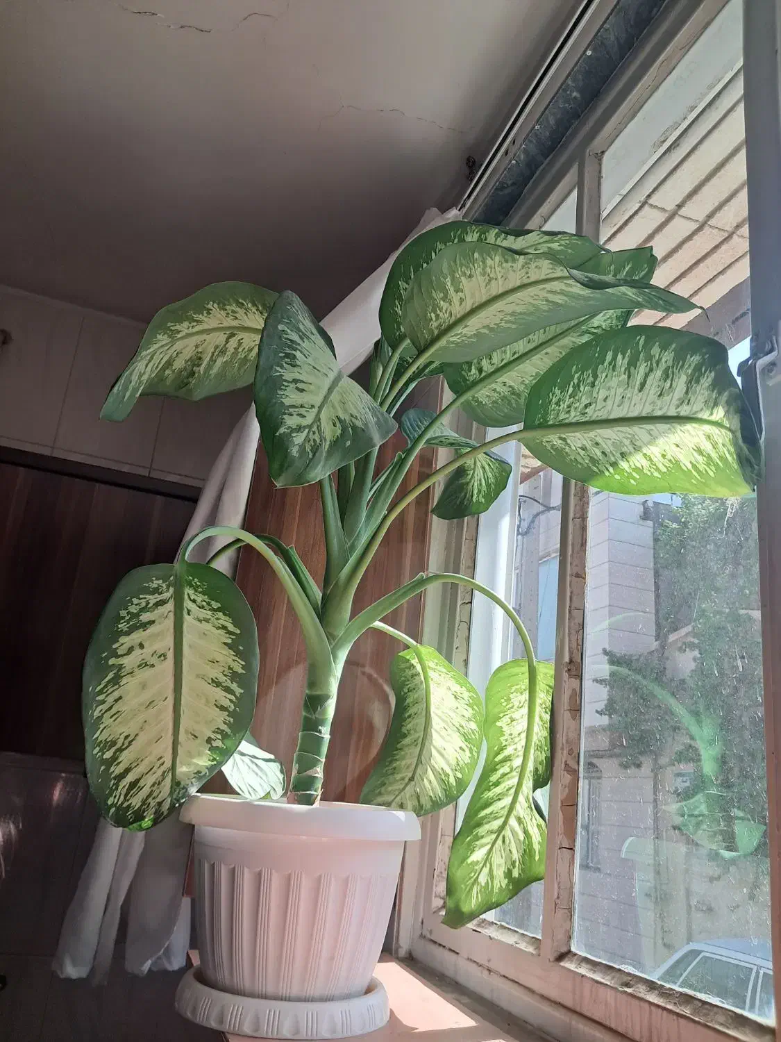 گل دیفن باخیا|گل و گیاه طبیعی|سنندج, |دیوار