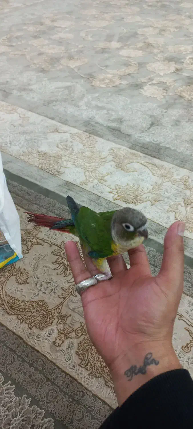 طوطی گرینچیک|پرنده|رضویه, |دیوار