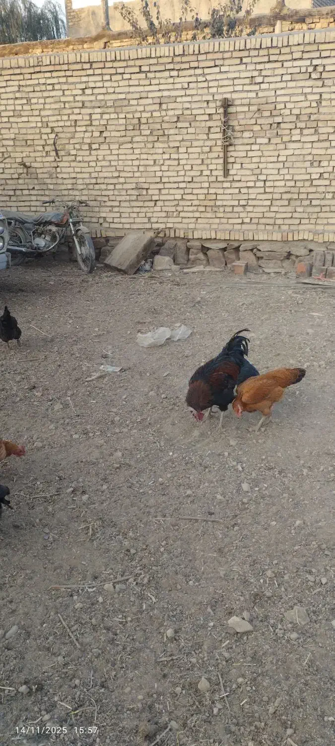 خروس دو عدد|حیوانات مزرعه|گلمکان, |دیوار